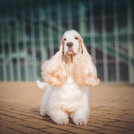 GAVRELL Royal Antidotum