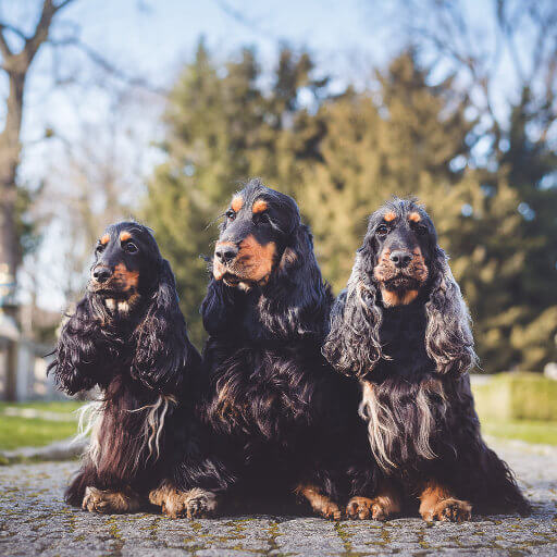 sforka Royal Antidotum